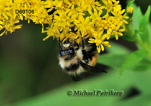 Tricolored Bumble Bee (Bombus ternaries)